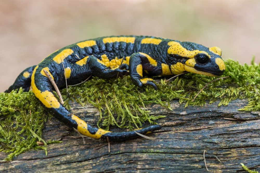 salamandra_salamandra.jpg