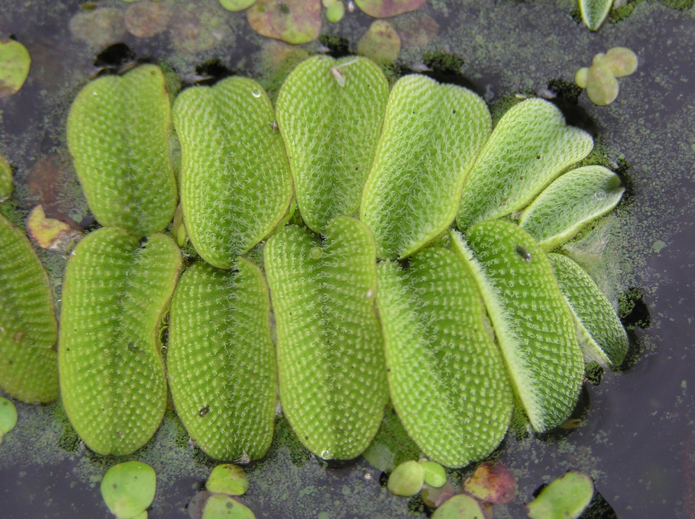 Salvinia_natans_(leaves)