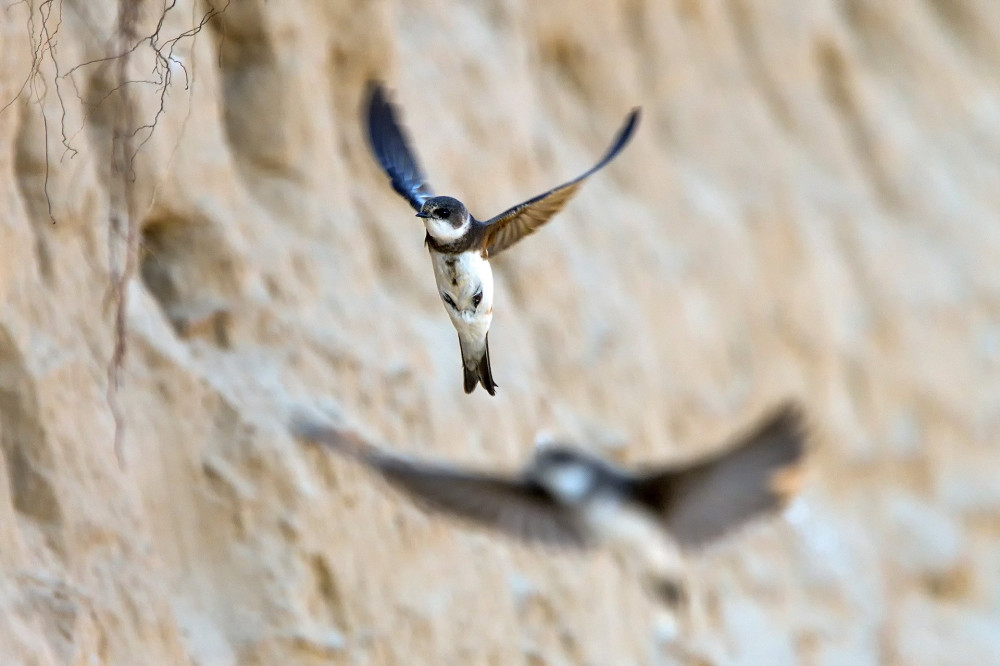 Sand martin, Riparia riparia, single bird in flight