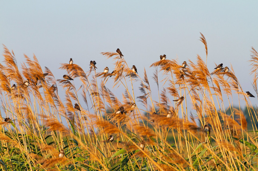 sand martins resting on reeds before migration