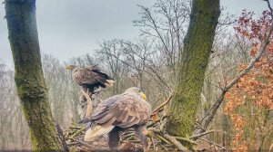 Sasszerelem a fészekkamera előtt – Videók