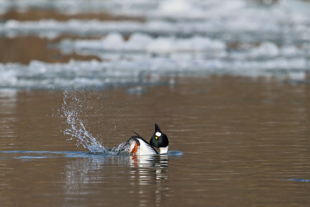 Schellente (Bucephala clangula), balzendes Männchen, Baden-Württemberg, Deutschland