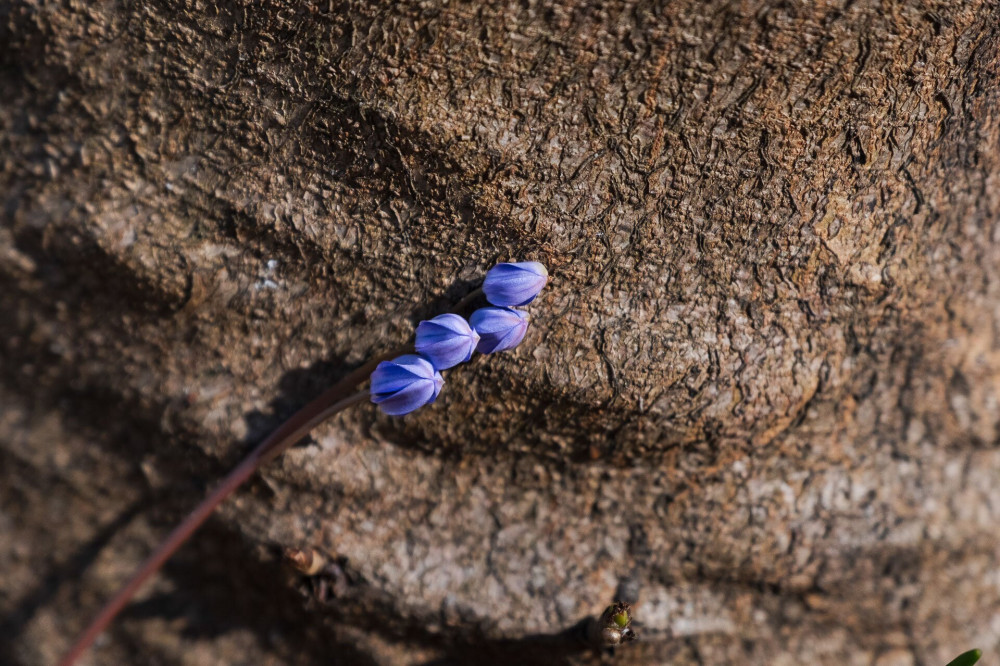 Scilla bifolia (kétlevelű csillagvirág)