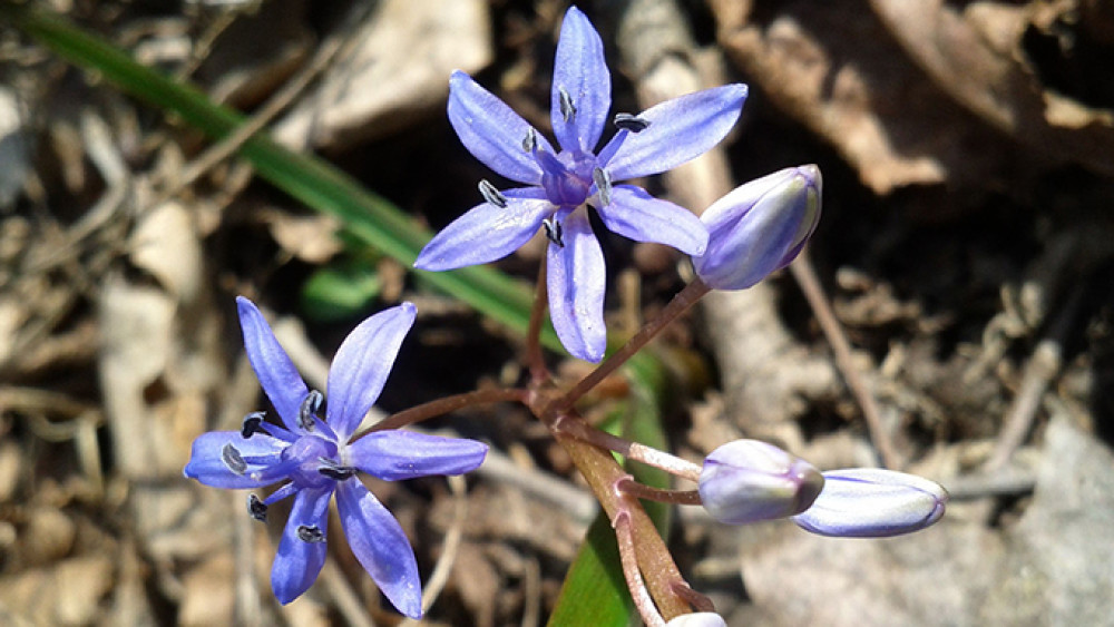 scilla_vindobonensis_sl2_stefan_lefnaer.jpg