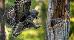 Segítsük a baglyokat, és ők is segíteni fognak nekünk