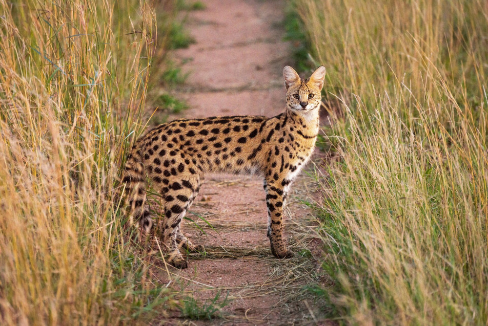 Serval eyes camera from middle of track