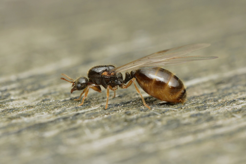 Solenopsis fugax queen_Bakos Ádám_antsite 01 (1)