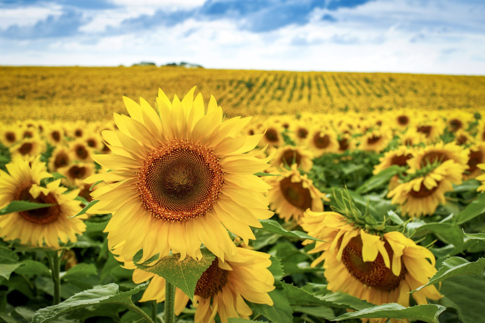 Sunflower field landscape