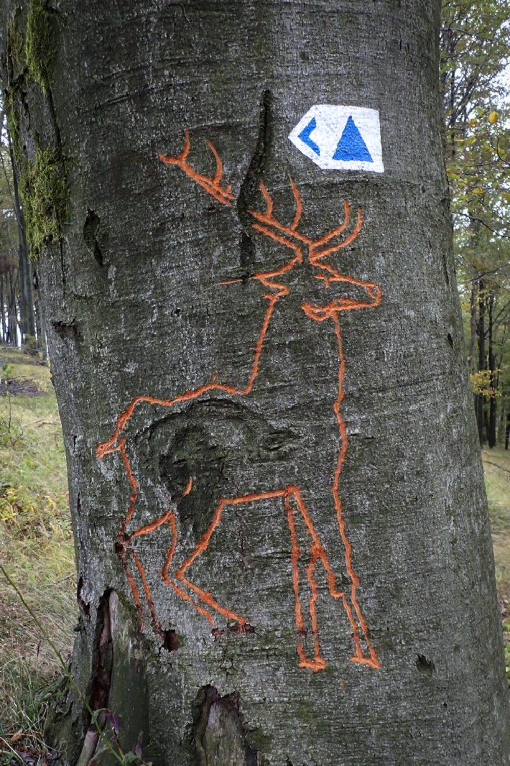 Szarvas mintát karistolt valaki egy élő fába