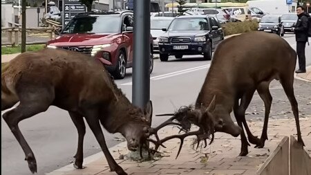 Szarvasbikák csatája Zakopane közepén