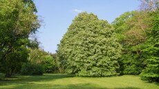 Szarvasi Arborétum, zöld oázis kék pávákkal