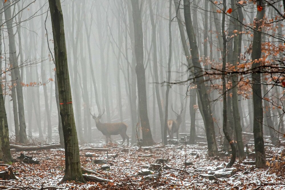 Szarvasok a Mecsekben