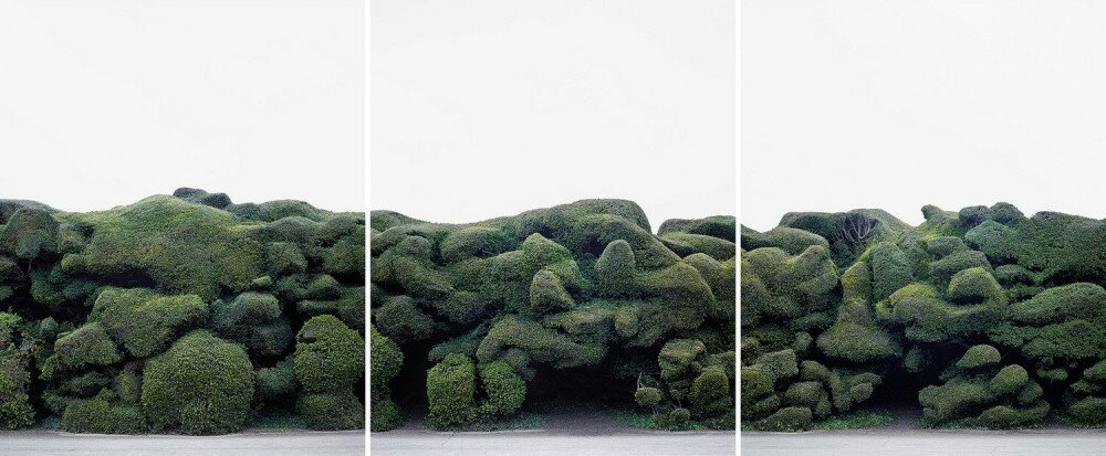 tamas_dezso_soveny_hedge