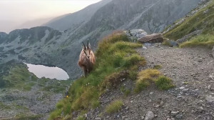 Tátrai zergék testközelből