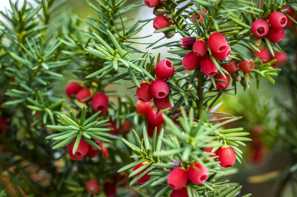 Taxus baccata European yew is conifer shrub with poisonous and bitter red ripened berry fruits