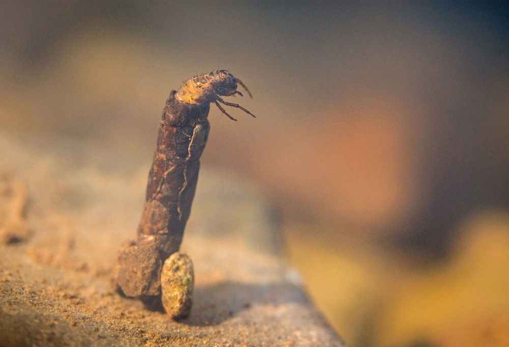 tegzeslarva NAGY FOTO Potyo Imre