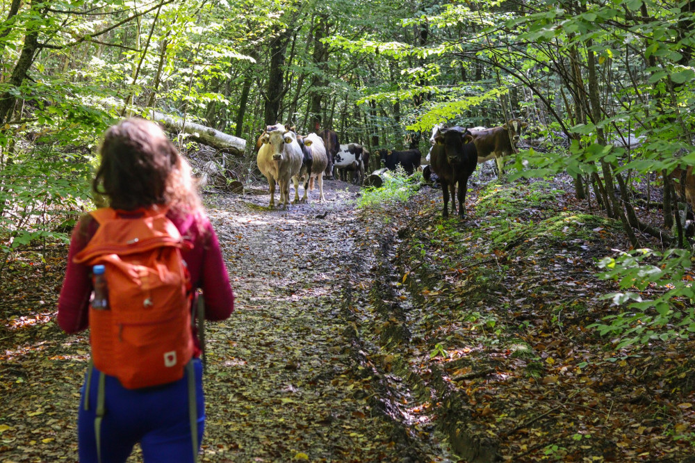 Tehenek a turistaúton Örmányországban