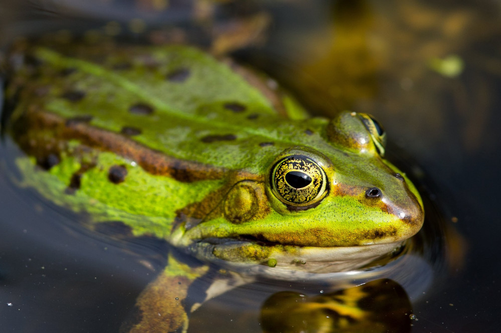 Teichfrosch (Rana esculenta)