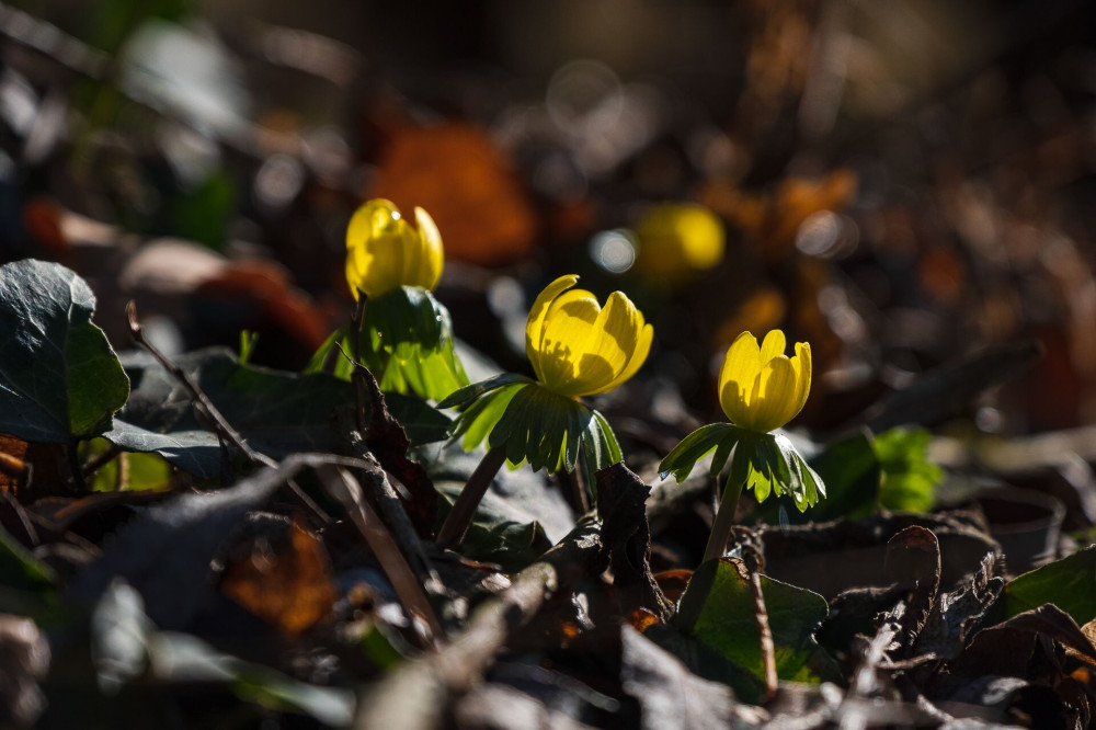 Téltemető (Eranthis hyemalis)