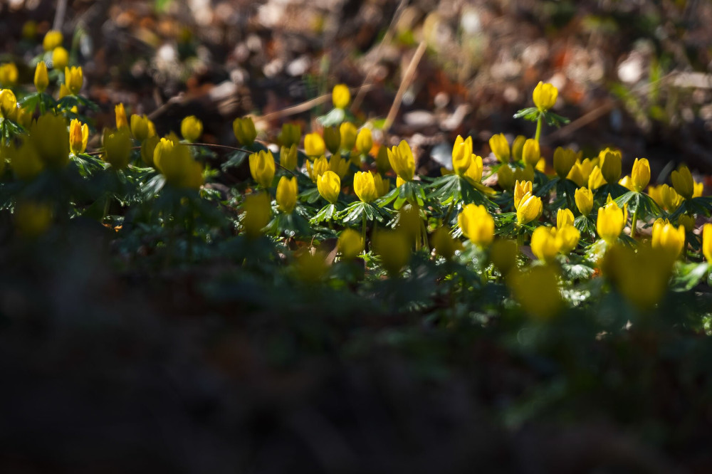 Téltemető (Eranthis hyemalis)