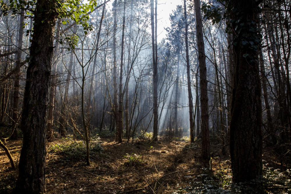 Tél végi séta a Gödöllői Erdészeti Arborétumban