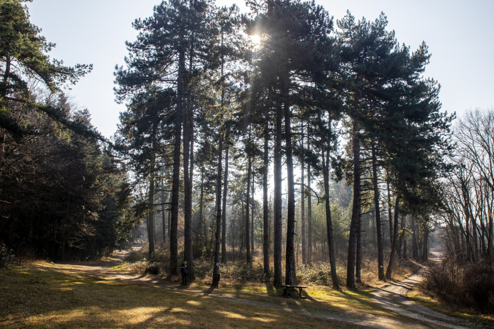 Tél végi séta a Gödöllői Erdészeti Arborétumban