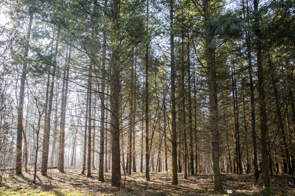 Tél végi séta a Gödöllői Erdészeti Arborétumban