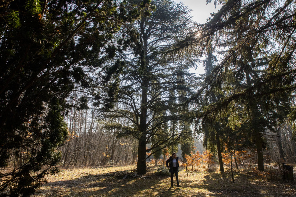 Tél végi séta a Gödöllői Erdészeti Arborétumban