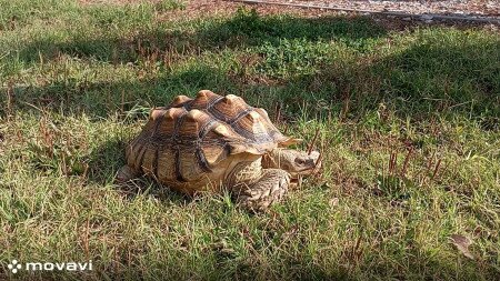 Te mit szólnál, ha besétálna egy 9 kilós teknős az udvarodra?