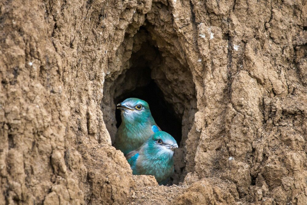 The European Roller bird chicks prepares to fly out of the hole-nest