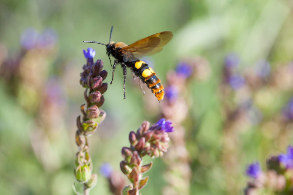 The female mammoth wasp Megascolia maculata flying to a flower