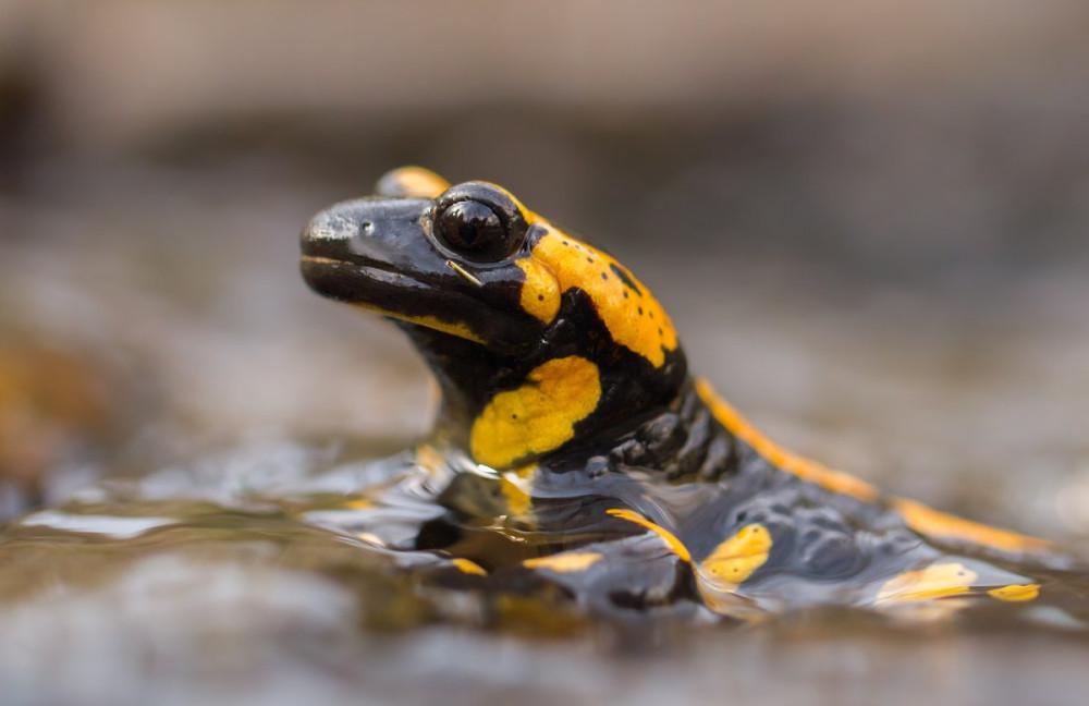 The fire salamander Salamandra salamandra in Czech Republic