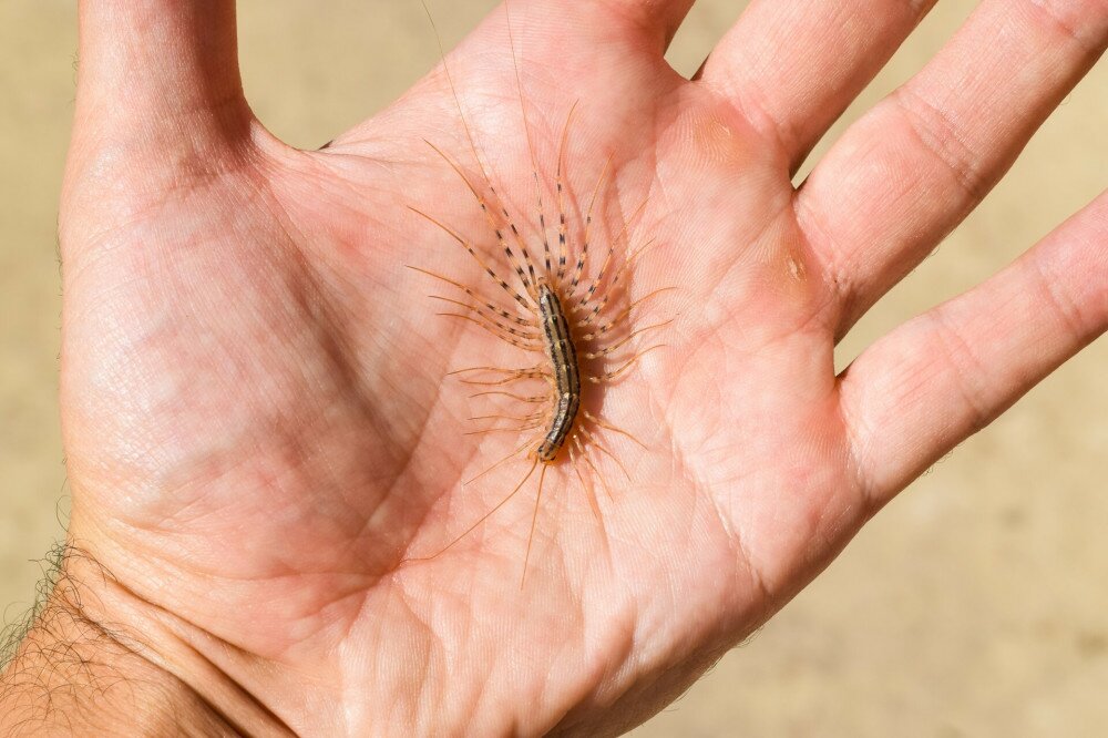 The Flycatcher. Scutigera Coleoptera lies on the person's palm. Centipede flycatcher, insect predator