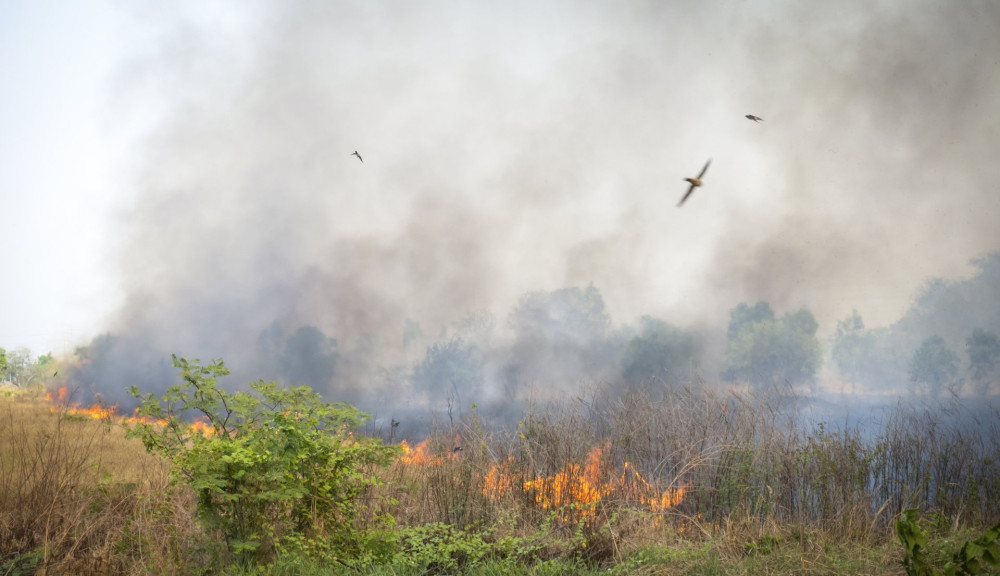 The forest fires have a lot of smoke.