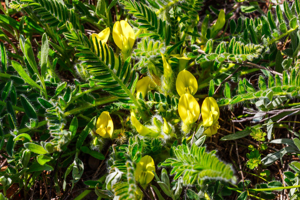 The general form of the blossom dwarf shrub Astragalus exscapus on the sunny meadow. Rostov-on-Don region, Russia.