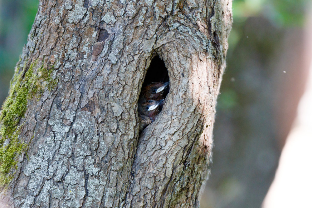 The nest of the Hoopoe in nature. Russia, the Ryazan region (Ryazanskaya oblast), the Pronsky District, Denisovo.