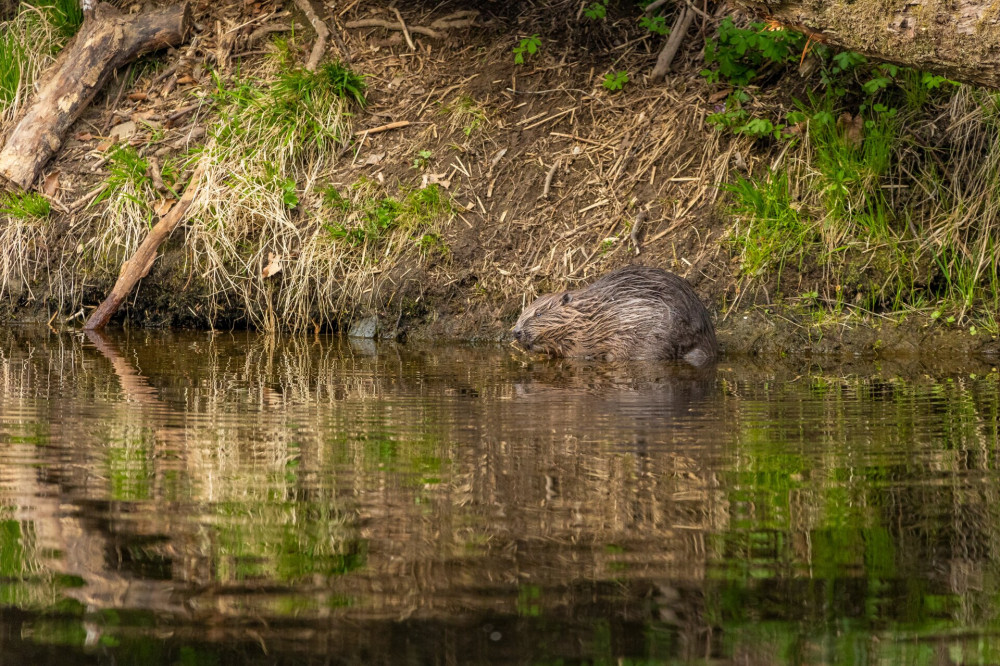 Tierwelt Bayern