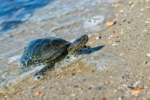 Tojásrakásba kezdtek a mocsári teknősök