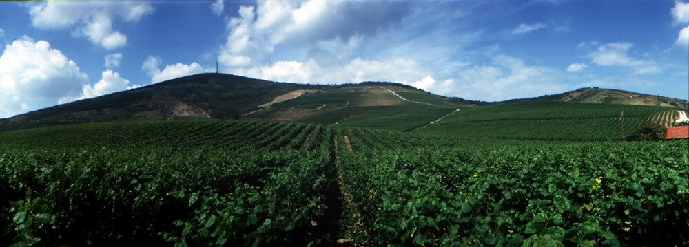 tokaj_szollovidek_panorama_k.jpg