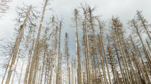 Tölgyek, bükkök, lucok – mi lesz veletek?