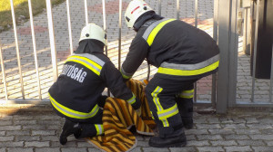 Tolókapu ejtette csapdába az őzet Vonyarcvashegyen