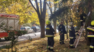 Törött lábú mókust mentettek a tűzoltók