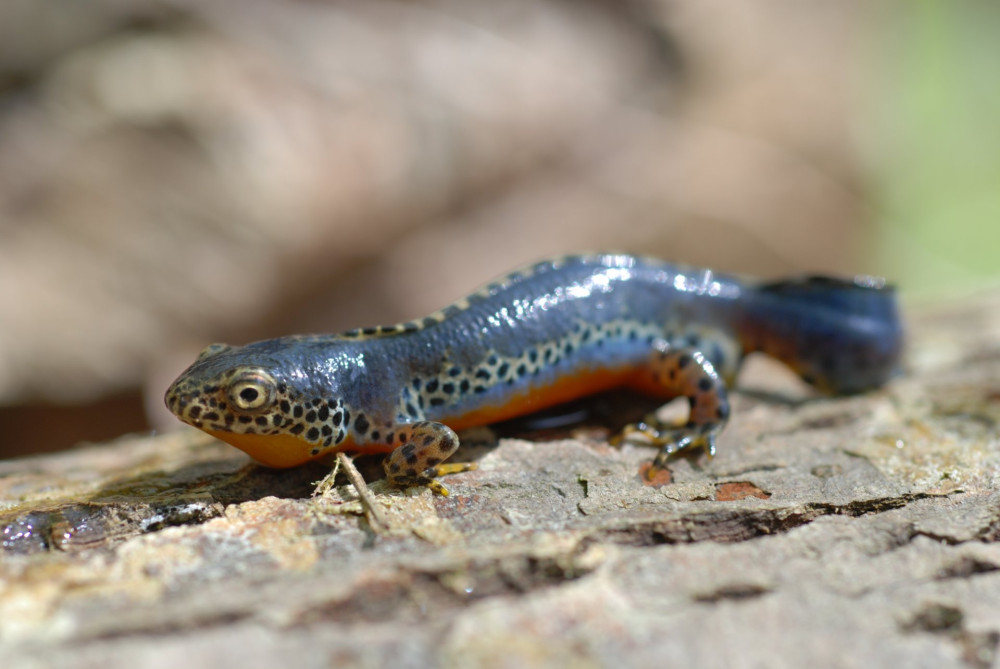 Triturus_alpestris_20120326_183714