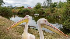 Tudtad, hogy egykor nálunk is fészkeltek pelikánok?