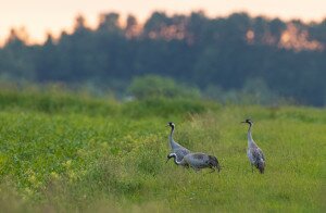 Tudtad, hogy nyáron is láthatsz darvakat a Hortobágyon?