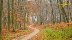 Túra az Agostyáni Arborétumtól a tatai vadludakig