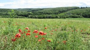 Turistaparadicsom turisták nélkül – A zseniális Zselic