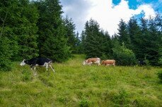 Turistaút-lezárások a fertőző száj- és körömfájás miatt