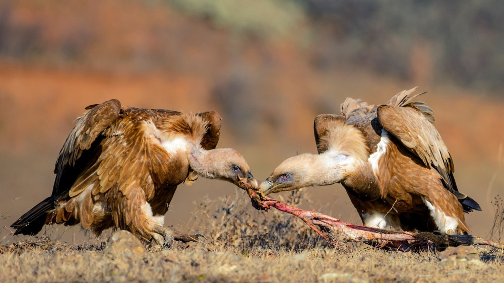 Two griffon vulture (Gyps fulvus) take each other's food