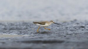 Újabb madárritkaságot figyeltek meg az Alföldön 